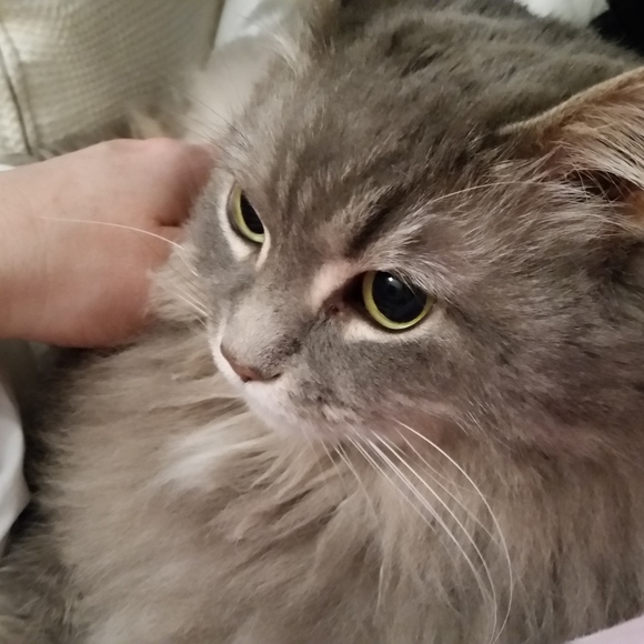 Meet your Posher, Callie - Picture 3 of 8